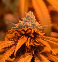 Candyland Feminised Seeds - 5