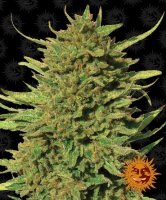 (Bild für) Critical Kush Regular Seeds - 10