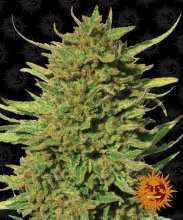 Critical Kush Regular Seeds - 10