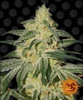 (Bild für) Afghan Hash Plant Regular Seeds - 10