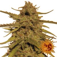 (Bild für) Pineapple Haze Regular Seeds - 10