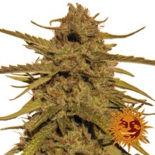 (Bild für) Pineapple Haze Regular Seeds - 10