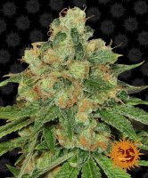(Bild für) Caramel CBD Regular Seeds - 10