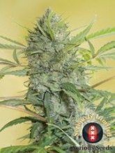 (Bild für) Serious Happiness Regular Seeds - 11