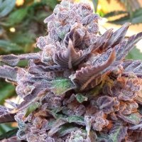 Purple Strawberry Bliss Feminised Seeds - 5 (Bild für) Purple Strawberry Bliss Feminised Seeds - 5