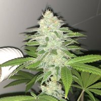 Lemon Sherbert Feminised Seeds - 5 (Bild für) Lemon Sherbert Feminised Seeds - 5