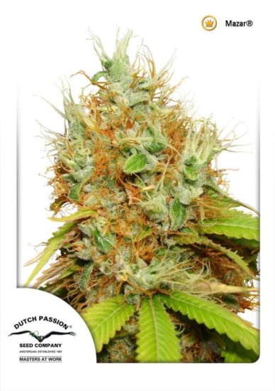 (Bild für) Mazar Regular Seeds - 10