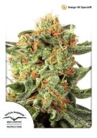 Orange Hill Special Regular Seeds - 10