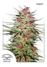Purple #1 Regular Seeds - 10