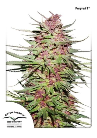 Purple #1 Regular Seeds - 10