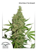 White Widow X The Ultimate Regular Seeds - 10