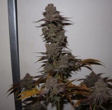 Purple Strawberry Sherbet Feminised Seeds - 5