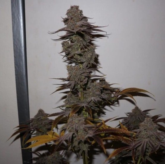 Purple Strawberry Sherbet Feminised Seeds - 5