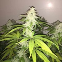 Wedding Cake S1 Feminised Seeds (Bild für) Wedding Cake S1 Feminised Seeds