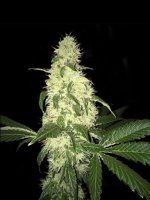 Afghaniberry Regular Seeds (Limited Edition) - 5+1