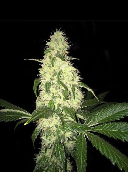 Afghaniberry Regular Seeds (Limited Edition) - 5+1