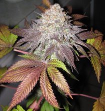 Fruit Cup Feminised Seeds (Gold Collection) - 6