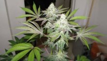 78 Feminised Seeds (Gold Collection) - 6