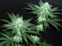 Italian Ice Feminised Seeds (Gold Collection) - 6