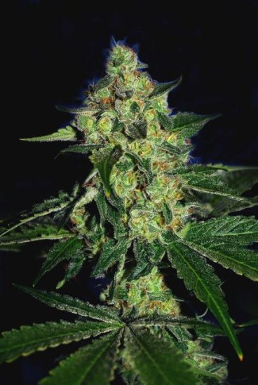 Sugar Mill Feminised Seeds (Gold Collection) - 6