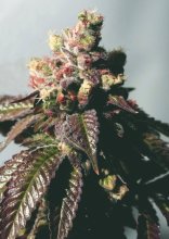 Passion Berry Feminised Seeds (Gold Collection) - 6
