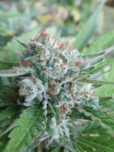 Bellini Feminised Seeds (Gold Collection) - 6
