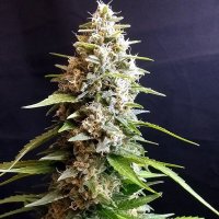 Maltezerz Feminised Seeds - 5