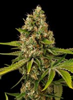 Black Cherry OG Feminised Seeds - 5