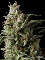 The Funk Feminised Seeds - 5