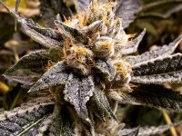 Confidential Purp Feminised Seeds - 5