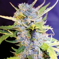 Fro-Yo Auto Feminised Seeds - 5