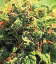 (Bild für) Pineapple Upside Down Cake Regular Seeds - 10