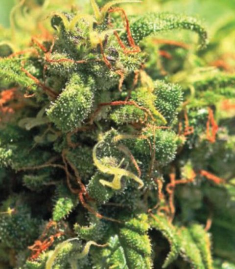 (Bild für) Pineapple Upside Down Cake Regular Seeds - 10