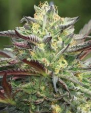 All Gas OG (Formerly Asphalt Plant) Regular Seeds - 10