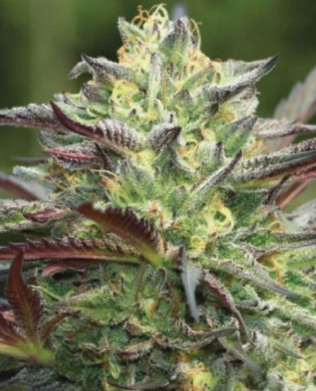 All Gas OG (Formerly Asphalt Plant) Regular Seeds - 10
