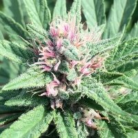 ErdPurt X PCK Feminised Seeds (Limited Edition) - 5
