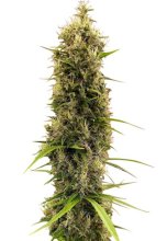 Golden Tiger Thai Dominant 3rd Version Regular Seeds (Limited Edition) - 10