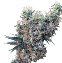Golden Tiger X Panama Feminised Seeds (Limited Edition) - 5