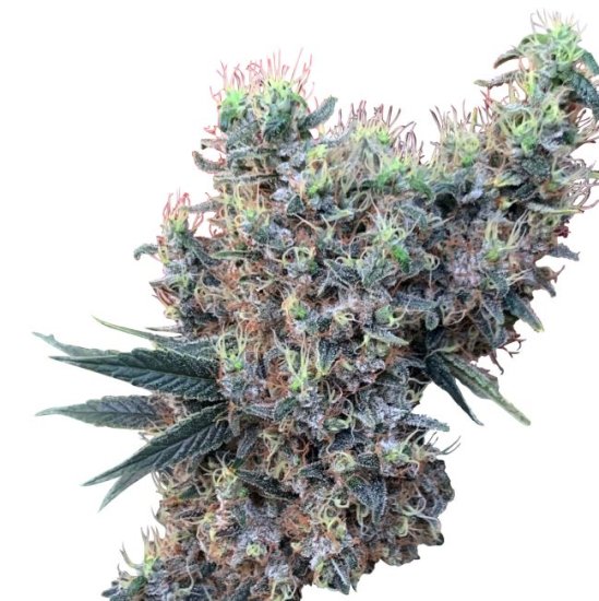Golden Tiger X Panama Feminised Seeds (Limited Edition) - 5