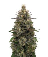 Pakistani Skunk Feminised Seeds (Limited Edition) - 5