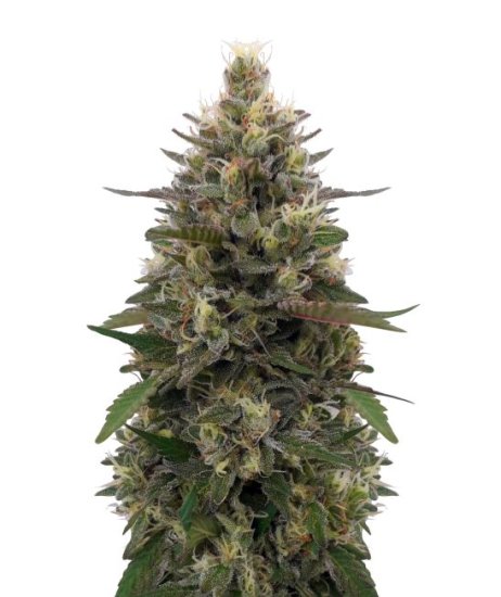 Pakistani Skunk Feminised Seeds (Limited Edition) - 5