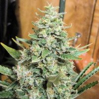 Panama X Malawi Regular Seeds (Limited Edition) - 10