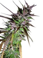 Purple Pakistani Haze Feminised Seeds (Limited Edition) - 5