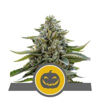 (Bild für) Pumpkin Kush Regular Seeds - 10