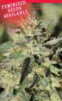 Early Girl OG Hybrid Feminised Seeds - 10 (Bild für) Early Girl OG Hybrid Feminised Seeds - 10