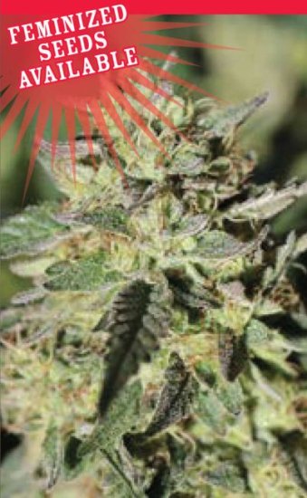(Bild für) Early Girl OG Hybrid Feminised Seeds - 10