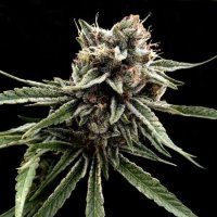 Sour Strawberries Regular Seeds (Crockett Family Farms) - 12