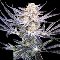 Strawberry Fields Regular Seeds (Crockett Family Farms) - 12