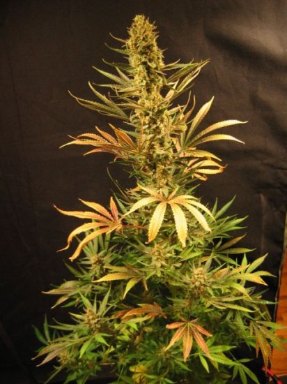 Holy Smoke Regular Seeds - 18