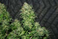 Remedy Regular Seeds - 18